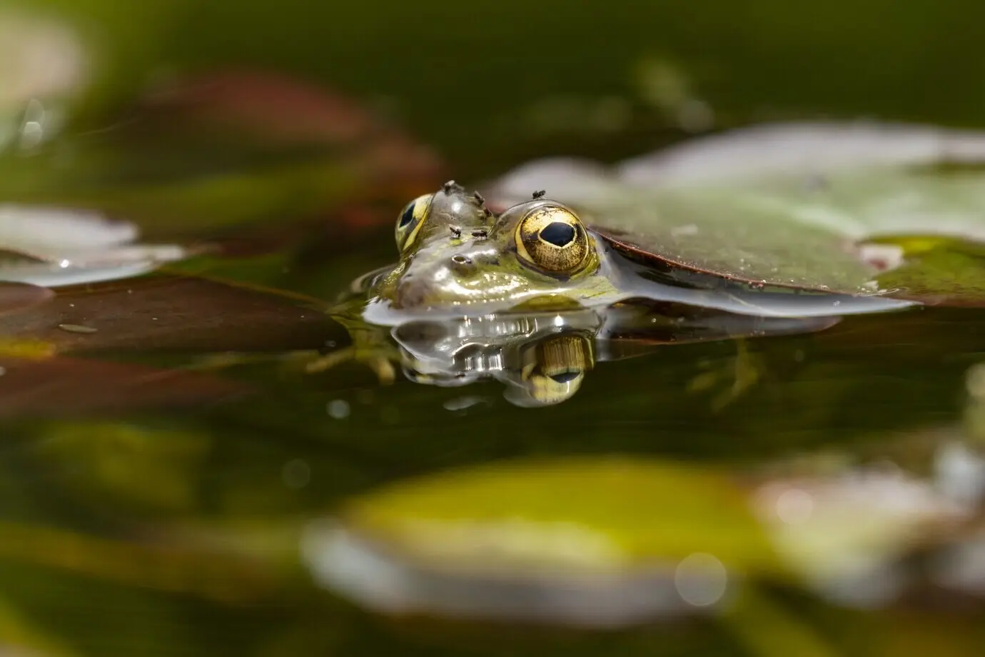 Aufnahme mit selektivem Fokus eines Frosches in einem See unter einem treibenden Blatt.