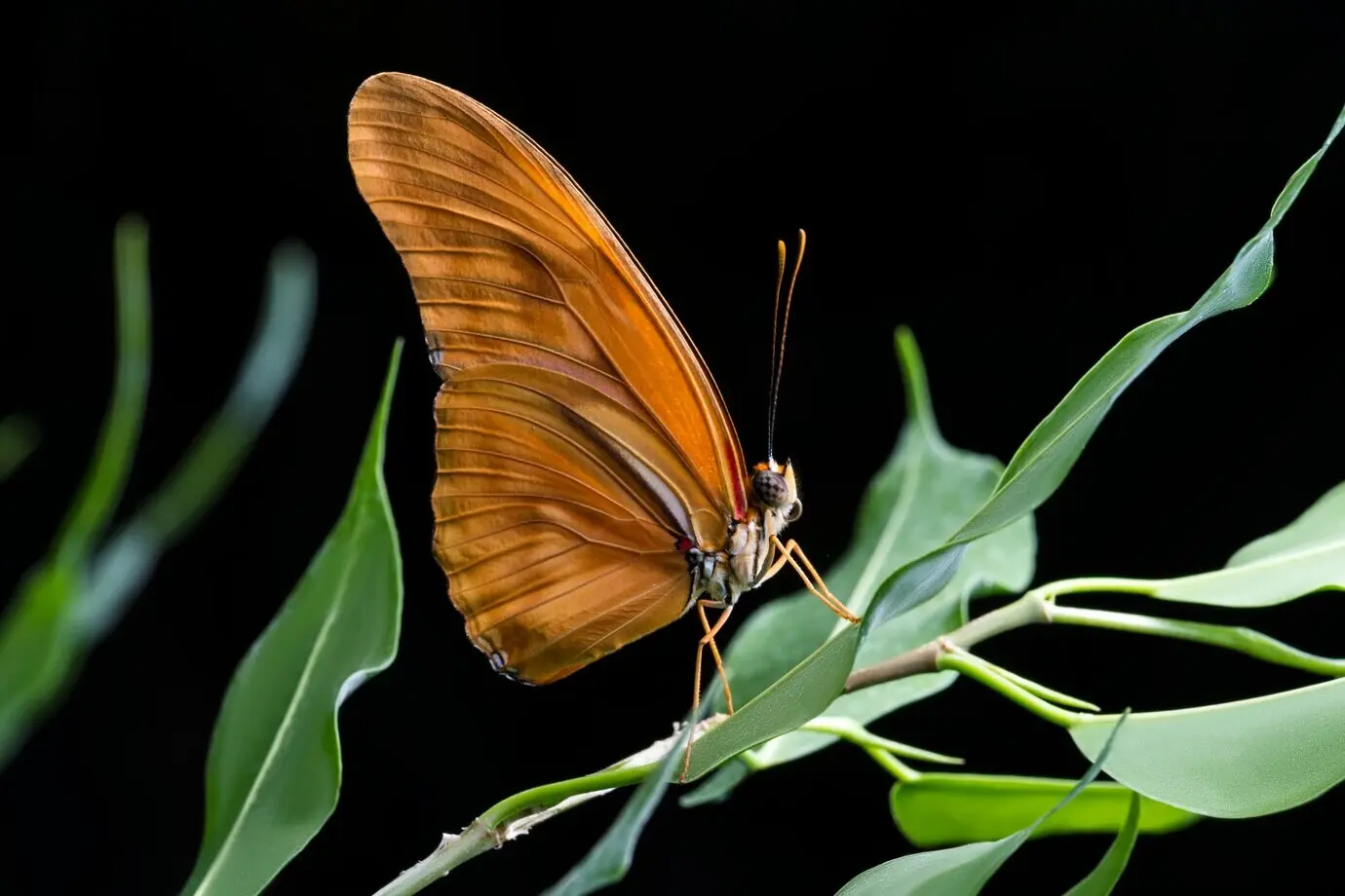 Nahaufnahme eines orangefarbenen Schmetterlings vor schwarzem Hintergrund.