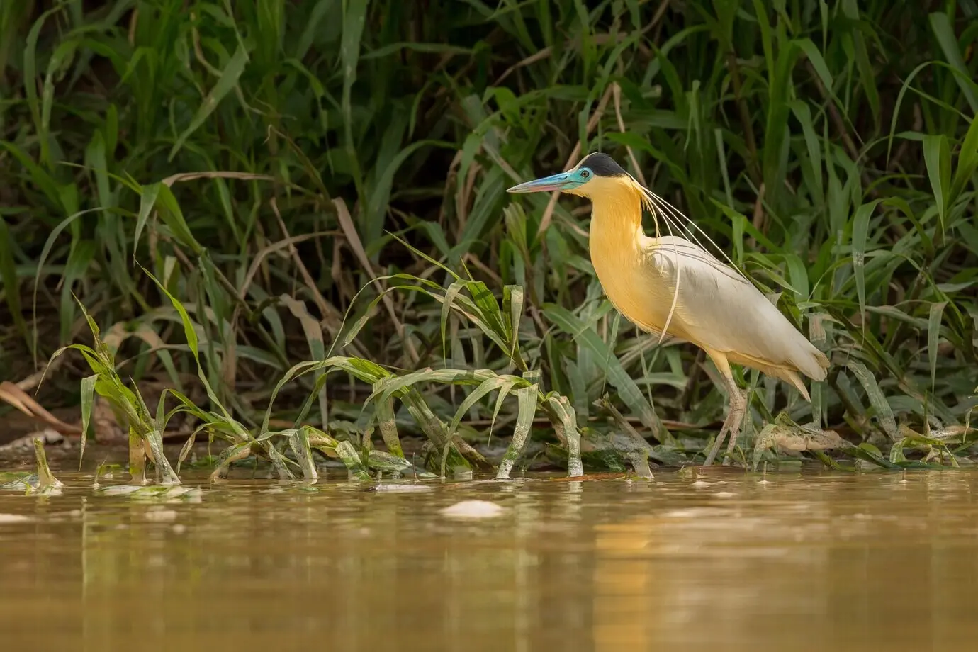 Vogel aus Südamerika im natürlichen Lebensraum