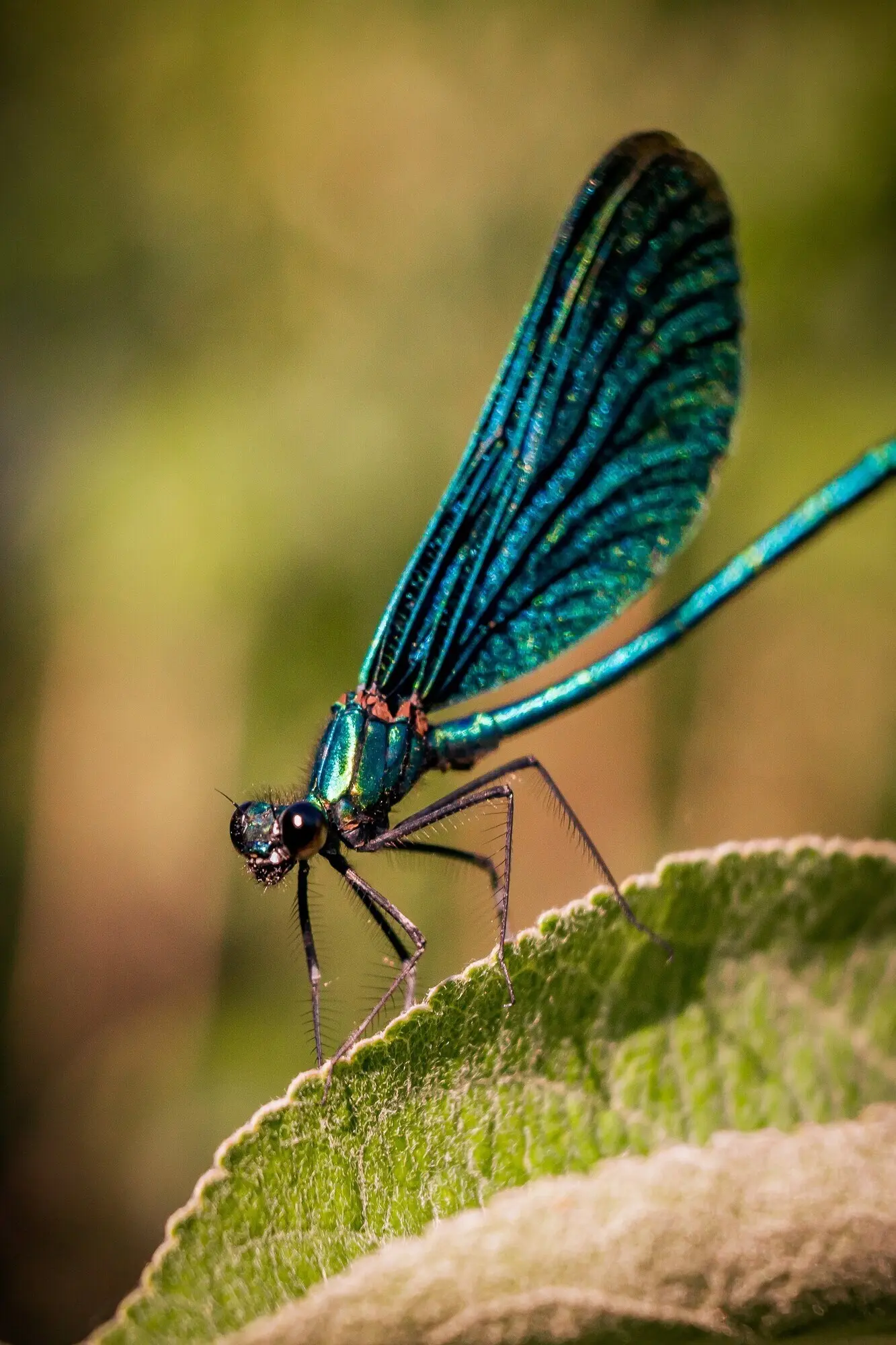 Makroaufnahme eines blauen netzflügeligen Insekts, das auf einem Blatt sitzt.