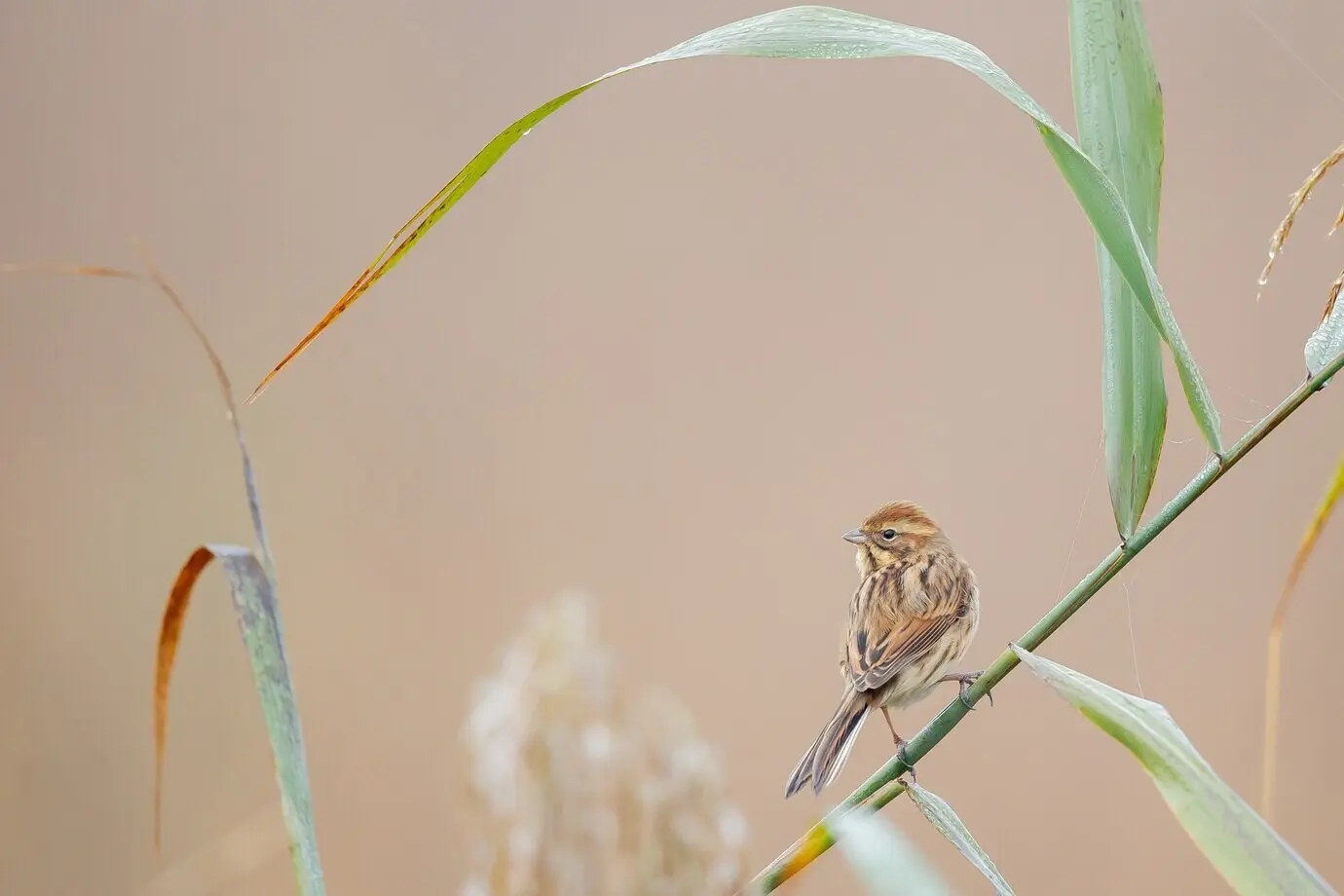 Nahaufnahme eines Haussperlings, der auf Gras sitzt, vor unscharfem Hintergrund.